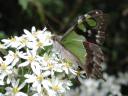 swallowtail.jpg