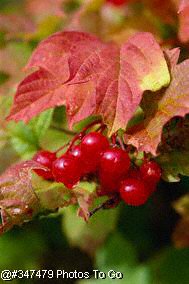 Berries and leaves