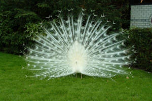 _webpeacock.jpg